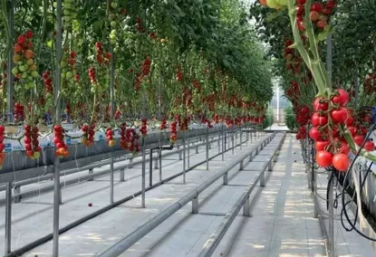 बढ़ती सब्जियों के लिए मिनी पॉलीटनल ग्रीनहाउस